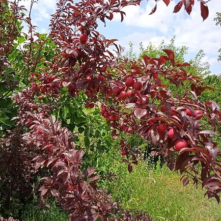 卡米诺德尔阿连特茹农家乐 *