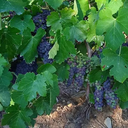 Casa Rural Camino Del Alentejo Agroturismo