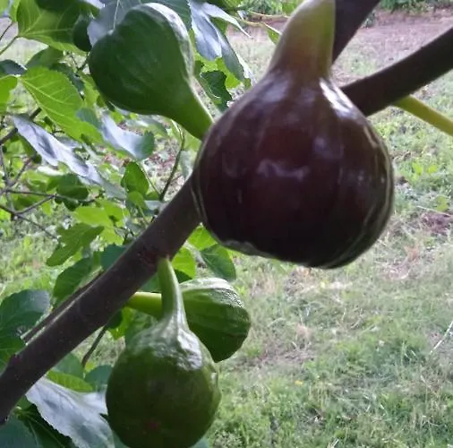 Vakantieboerderij Casa Rural Camino Del Alentejo *
