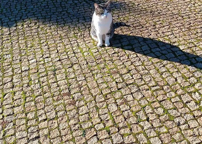 Vakantieboerderij Casa Rural Camino Del Alentejo